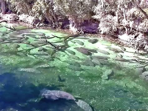 crystal river live cam|Live Manatee Webcams: 4 FL Locations